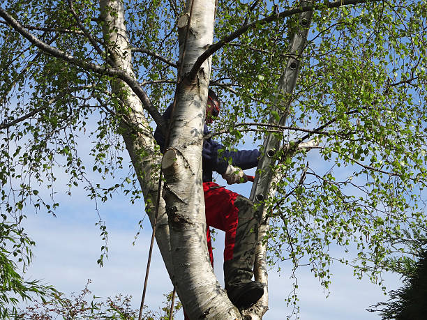 Pest Control for Lawns in State College, PA